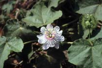 Bl�hende Pflanze