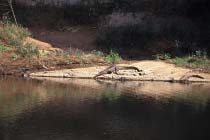 S��wasserkrokodile