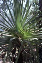 Palmen