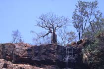 Boab Baum