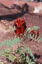 Stuart&prime;s Desert Pea
