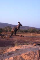 Dreamtime Statues