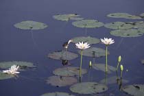 Comb-crested Jacana