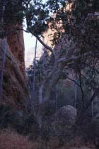 Auf dem Weg zur Mini Palms Gorge