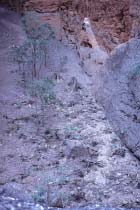 Die Mini Palms Gorge