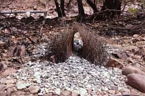 Bower-Bird Nest