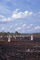 Magnetic Termites