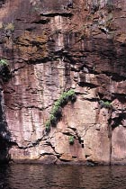 Farn an den Florence Falls