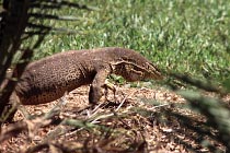 Monitor Lizard