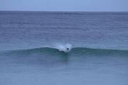 Australischer Seel&ouml;we beim Surfen
