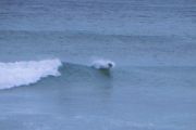 Australischer Seel&ouml;we beim Surfen