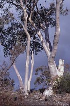 Eukalyptus im Abendlicht
