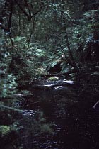 Creek