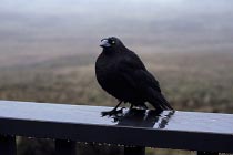 Black Currawong