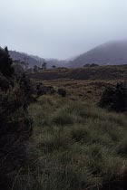 Nieselregen