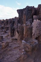 Petrified Forest