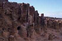 Petrified Forest