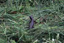 Skink