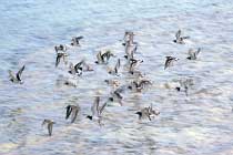 Vogelschwarm
