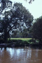 Moore River