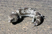 Tannenzapfenskink