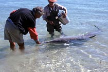 Delfinf�tterung