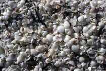 Muscheln am Shell Beach