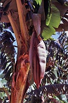 Bananenpflanze