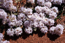 Western Australia ist bekannt für sein Wildblumen