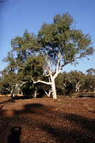 Eucalyptusbaum