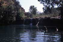 Fern Pool