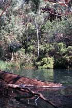 Fern Pool