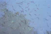 Fische im Fern Pool