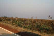 Umgewehte B�ume vom Cyclone Rosita
