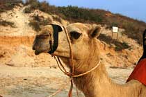 Kamel am Cable Beach