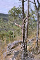 Bush