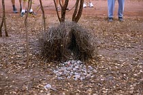 Bower-Bird Nest