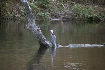Cormurant am Coen River