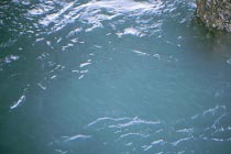 Fischschw�rme