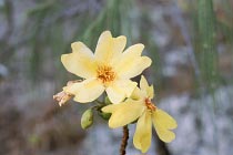 Bl�te des Kapokbaum