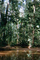 Regenwald