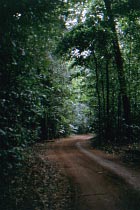 Track durch Regenwald