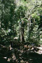 Regenwald