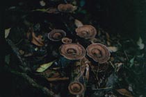 Pilze