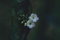 Bl�te im Regenwald