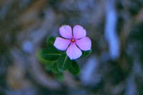 Bl�te