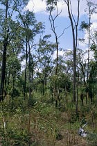 Bushland
