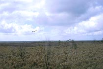 Heathlands Reserve
