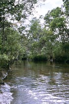 Bertie Creek