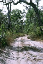 Track am Bertie Creek